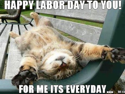 labor-day-cat